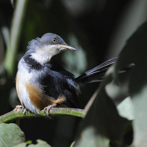 iNaturalist image