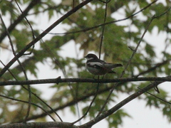 Ficedula semitorquata