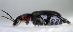 Malachius thevenetii