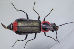 Malachius thevenetii