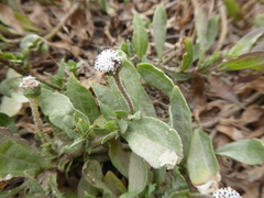 Spilanthes leiocarpa