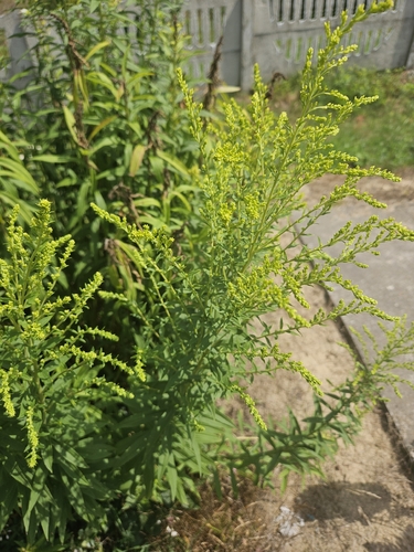 Canada goldenrod