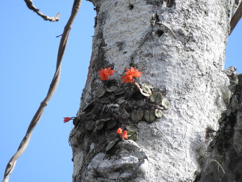 Cattleya cernua, photograph 4