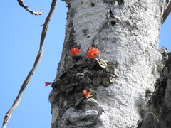 Cattleya cernua, photograph (c) Gabriel Jovêncio Ribeiro, some rights reserved (CC BY)