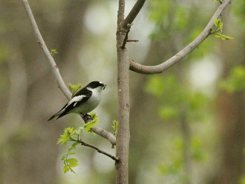 Papamoscas semiacollarado (Ficedula semitorquata)