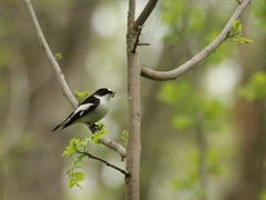 Ficedula semitorquata