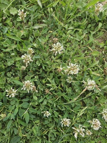 white clover