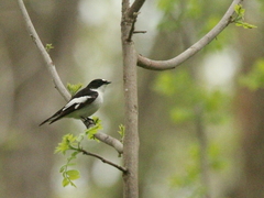 Ficedula semitorquata