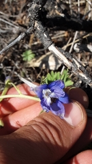 Delphinium bicolor