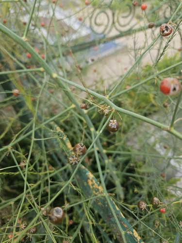 wild asparagus