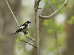 Ficedula semitorquata