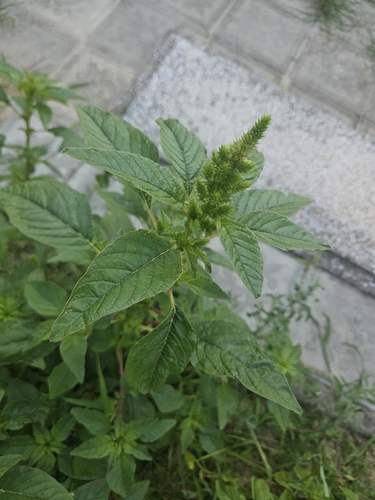 Redroot Amaranth