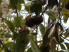 (c) Gabriel Jovêncio Ribeiro, some rights reserved (CC BY) Carpotroche brasiliensis, photograph (c) Gabriel Jovêncio Ribeiro, some rights reserved (CC BY)