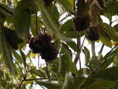Carpotroche brasiliensis