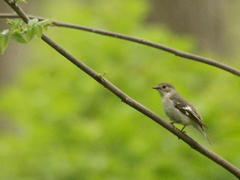 Ficedula semitorquata