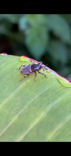 Banana root borer