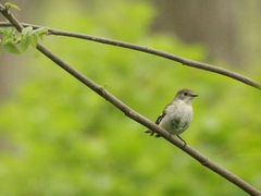 Ficedula semitorquata