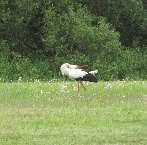 White Stork