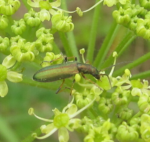 Chrysanthia geniculata