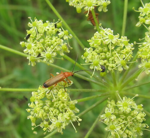 Common Red Soldier Beetle