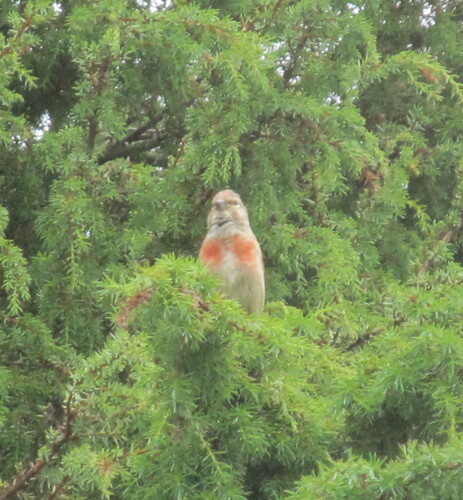Eurasian Linnet