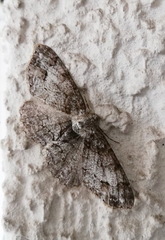 Paradarisa consonaria