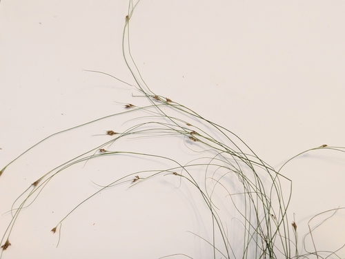 Rhynchospora filifolia, 2026-07-29