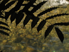 Zanthoxylum lenticulare