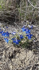 Delphinium bicolor