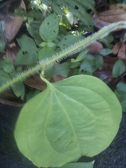 Smilax setosa