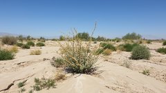 Sphaeralcea orcuttii