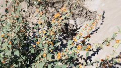 Sphaeralcea orcuttii