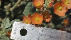 Sphaeralcea orcuttii