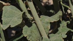 Sphaeralcea orcuttii