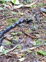 Chironius grandisquamis