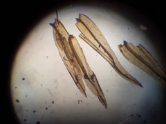 Macromitrium longipes