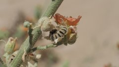 Sphaeralcea orcuttii
