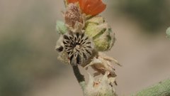 Sphaeralcea orcuttii