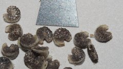 Sphaeralcea orcuttii