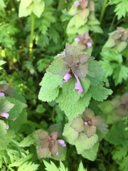 Lamium purpureum
