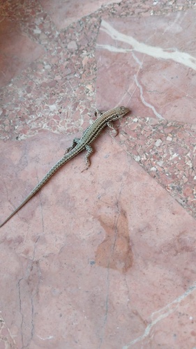 Andalusian wall lizard
