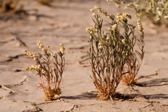 Oligomeris linifolia