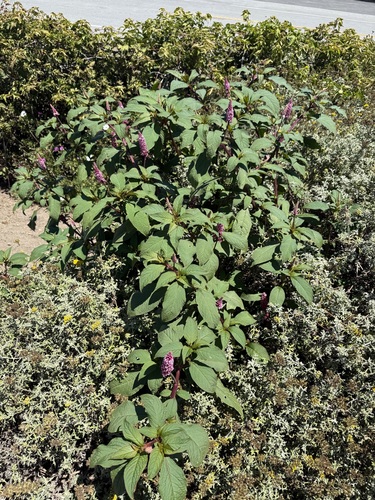 Phytolacca rugosa