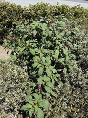 Phytolacca rugosa