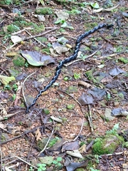 Chironius grandisquamis