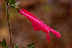Salvia henryi