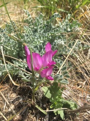 Astragalus utahensis