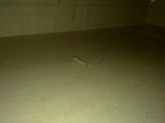 Hemidactylus robustus