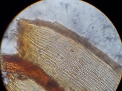 Macromitrium longipes