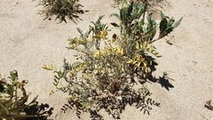 Astragalus sabulonum